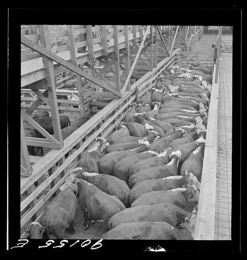 Cattle in runway at Union Stockyards. Omaha, Nebraska