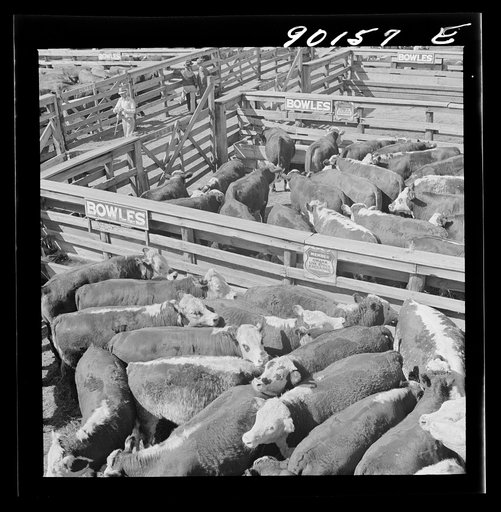 Untitled photo, possibly related to: Cattle in pens at the Union Stockyards before the auction sale. Omaha, Nebraska