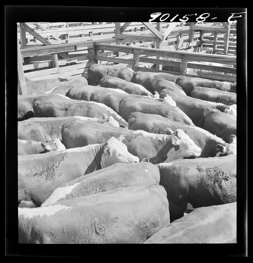 Cattle in pens at the Union Stockyards before the auction sale. Omaha, Nebraska