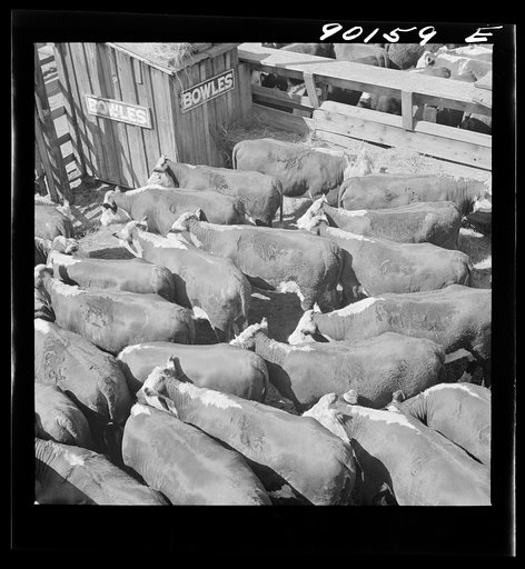 Cattle in pens at the Union Stockyards before the auction sale. Omaha, Nebraska