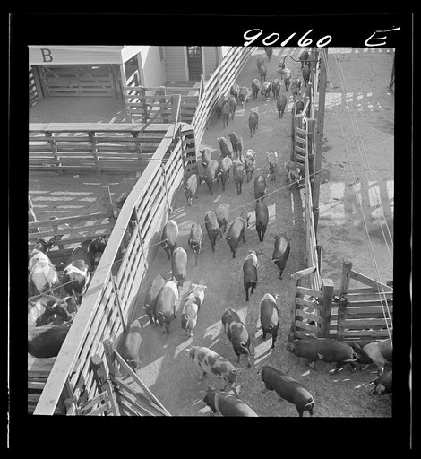 Untitled photo, possibly related to: Omaha, Nebraska. Hogs being driven through a runway to the loading point after an auction sale in the Union Stockyards