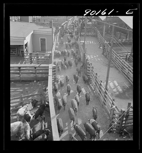 Omaha, Nebraska. Hogs being driven through a runway to the loading point after an auction sale in the Union Stockyards