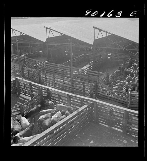 Untitled photo, possibly related to: Omaha, Nebraska. Hogs being driven through a runway to the loading point after an auction sale in the Union Stockyards