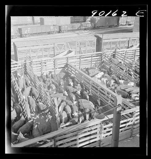 Untitled photo, possibly related to: Cattle in loading pens ready to be shipped to freight cars after auction sale. Union Stockyards, Omaha, Nebraska