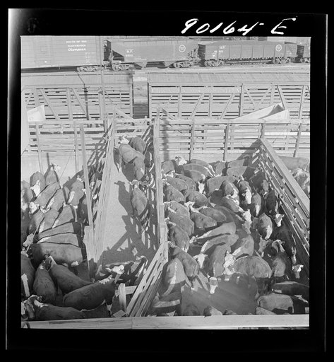 Cattle in loading pens ready to be shipped to freight cars after auction sale. Union Stockyards, Omaha, Nebraska