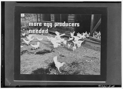 Victory in an eggshell, a filmstrip prepared by the FSA (Farm Security Administration) in September, 1942. Frame number twenty