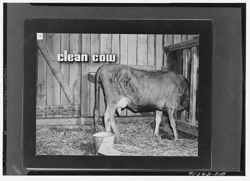 Keeping good milk good, a filmstrip prepared by the FSA (Farm Security Administration) in September, 1942. Frame number eleven