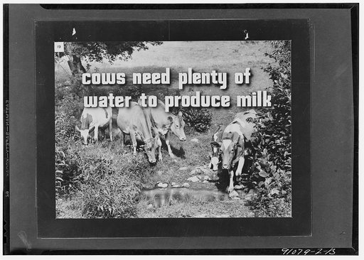 More milk for victory, a filmstrip prepared by the FSA (Farm Security Administration) in September, 1942. Frame number nineteen