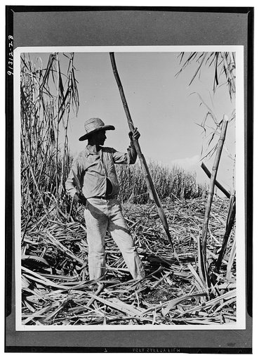 Harvesting sugarcane in Cuba