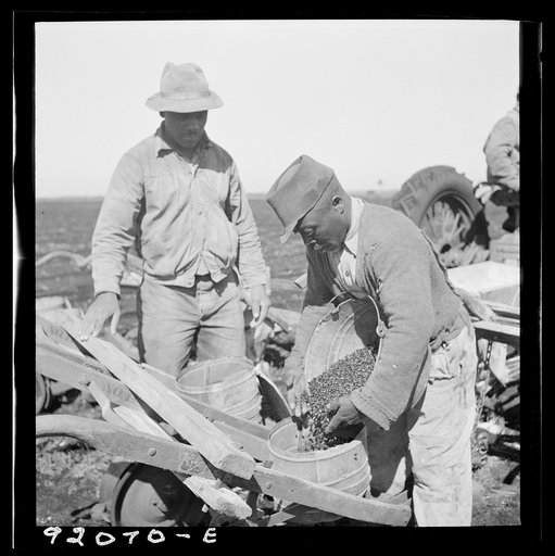 Untitled photo, possibly related to: Dumping bucket of beans into combination bean planter and fertilizer machine used on large farming areas around Lake Okeechobee and Clewiston, Florida