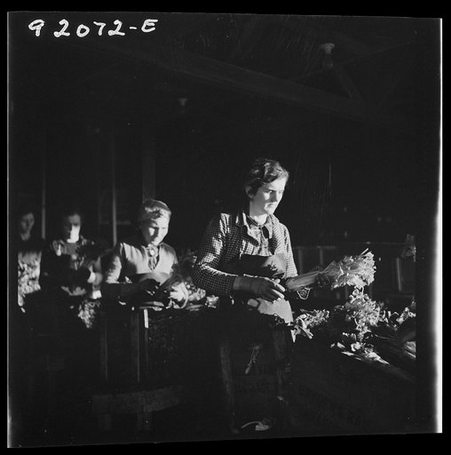 Untitled photo, possibly related to: Migrant laborer packing celery in packing house. Belle Glade, Florida