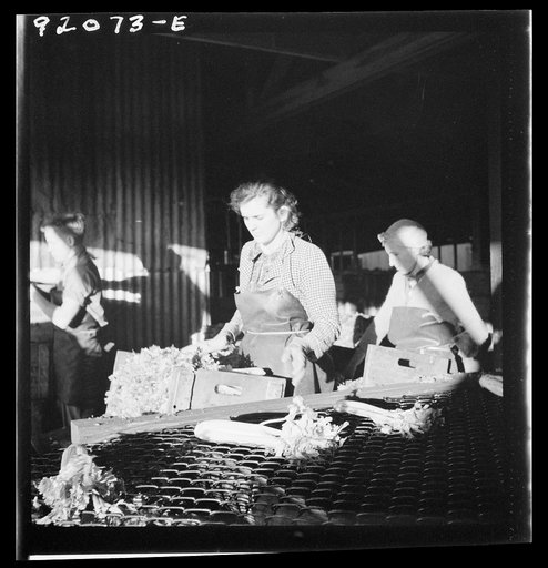 Untitled photo, possibly related to: Migrant laborer packing celery in packing house. Belle Glade, Florida