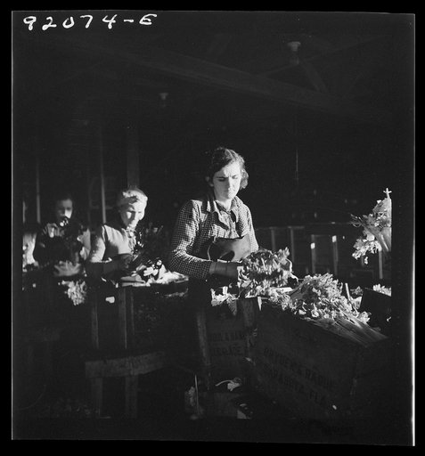Untitled photo, possibly related to: Migrant laborer packing celery in packing house. Belle Glade, Florida