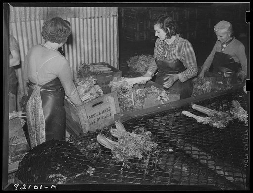 Untitled photo, possibly related to: Migratory packinghouse workers crating celery. Belle Grade, Florida