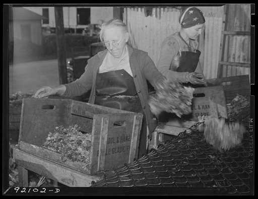 Untitled photo, possibly related to: Migrant packinghouse workers crating celery. The amount of work depends on quantity of produce available. If many truckloads come in, they may work all night; otherwise, only an hour or two. If there is a frost (freeze-out) or drought, they may have to wait six o