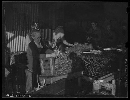 Untitled photo, possibly related to: Migratory packinghouse workers crating celery. The amount of work depends on quantity of produce available. If many truckloads come in, they may work all night; otherwise, only an hour or two. If there is a frost (freeze-out) or drought, they may have to wait six