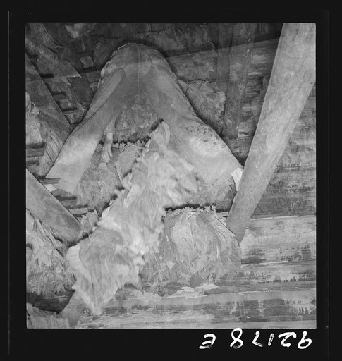 Untitled photo, possibly related to: Son of tenant farmer hanging up strung tobacco inside the barn. Shoofly, North Carolina