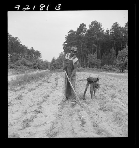 Untitled photo, possibly related to: Thirteen year old daughter of Negro sharecropper planting sweet potatoes. She walks down the row and places the young plants in the holes her father has dug with a hoe. They will return down the row, water the plants with a bucket, then cover the roots with earth