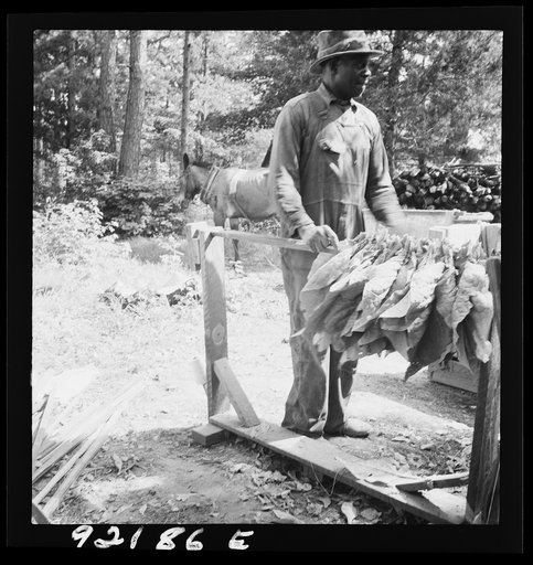Untitled photo, possibly related to: Stringing tobacco. Note "horses" for holding the sticks while stringing. Granville County, North Carolina