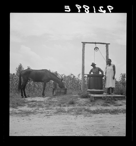 Untitled photo, possibly related to: Noontime chores. Mules are brought in from the field and watered at well across the road from the house. Granville County, North Carolina