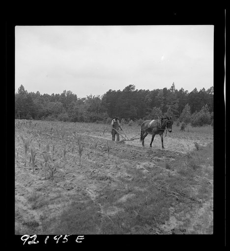 Untitled photo, possibly related to: Negro plowing corn. He is a tenant who raises mainly tobacco, and has lived here for four years. The corn field is grassy and poor. Off Highway 144. Person County, North Carolina