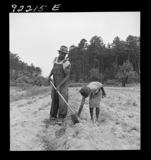 Untitled photo, possibly related to: Thirteen year old daughter of Negro sharecropper planting sweet potatoes. She walks down the row and places the young plants in the holes her father has dug with a hoe. They will return down the row, water the plants with a bucket, then cover the roots with earth