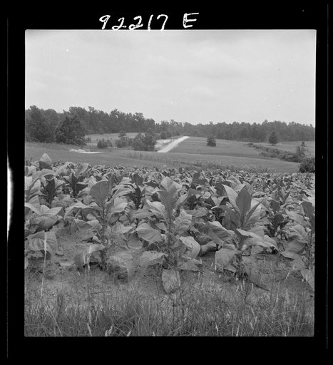 Untitled photo, possibly related to: Bright cigarette tobacco growing in Negro sharecropper's field. It grows in light sandy loam. Near Upchurch, North Carolina