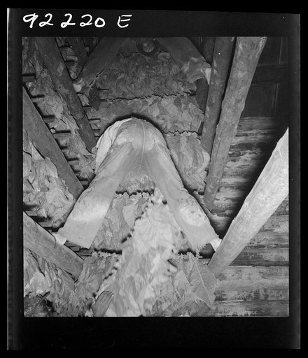 Untitled photo, possibly related to: Son of tenant farmer hanging up strung tobacco inside the barn. Shoofly, Granville County, North Carolina
