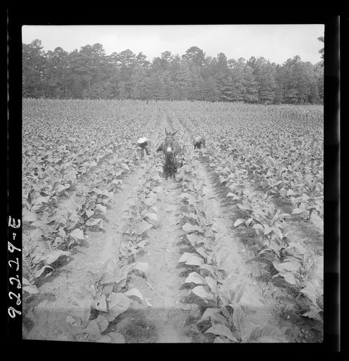 Untitled photo, possibly related to: Putting in tobacco. Shoofly, North Carolina
