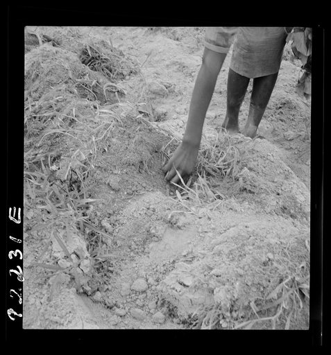 Untitled photo, possibly related to: Thirteen year old daughter of Negro sharecropper planting sweet potatoes. She walks down the row and places the young plants in the holes her father dug with a hoe. They will return down the row, water the plants with a bucket then cover the roots with earth. Oli