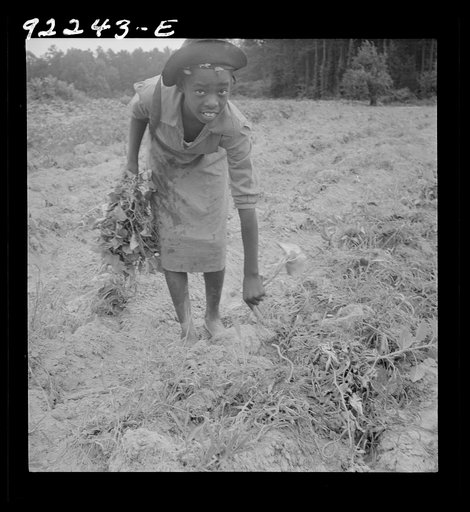 Untitled photo, possibly related to: Thirteen year old daughter of Negro sharecropper planting sweet potatoes. She walks down the row and places the young plants in the holes her father dug with a hoe. They will return down the row, water the plants with a bucket then cover the roots with earth. Oli
