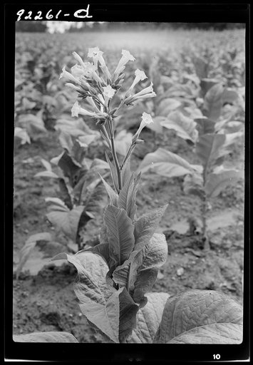 Untitled photo, possibly related to: Single tobacco flower. The tobacco plant is "topped" before it blooms in the field, with exception of a few plants which are saved out for seed. Shoofly, Granville County, North Carolina