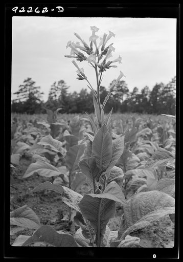 Untitled photo, possibly related to: Single tobacco flower. The tobacco plant is "topped" before it blooms in the field, with exception of a few plants which are saved out for seed. Shoofly, Granville County, North Carolina