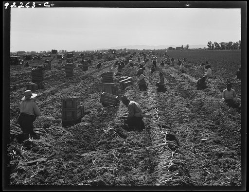 Untitled photo, possibly related to: Near Meloland, Imperial Valley. Large scale agriculture. Gang labor, Mexican and white, from the Southwest. Pull, clean, tie and crate carrots for the eastern market for eleven cents per crate of forty-eight bunches. Many can make barely one dollar a day. Heavy o