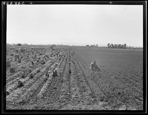 Untitled photo, possibly related to: Near Meloland, Imperial Valley. Large scale agriculture. Gang labor, Mexican and white, from the Southwest. Pull, clean, tie and crate carrots for the eastern market for eleven cents per crate of forty-eight bunches. Many can make barely one dollar a day. Heavy o