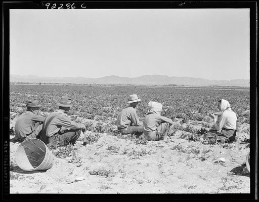 Untitled photo, possibly related to: Lunchtime in the field. Camp in background. Near Calipatria, California. Pea fields