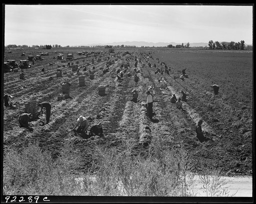 Untitled photo, possibly related to: Large-scale agricultural gang labor, Mexicans and whites from the Southwest pull, clean, tie and crate carrots for the eastern market for eleven cents per crate of forty-eight bunches. Many can make barely one dollar a day. Heavy oversupply of labor and competiti