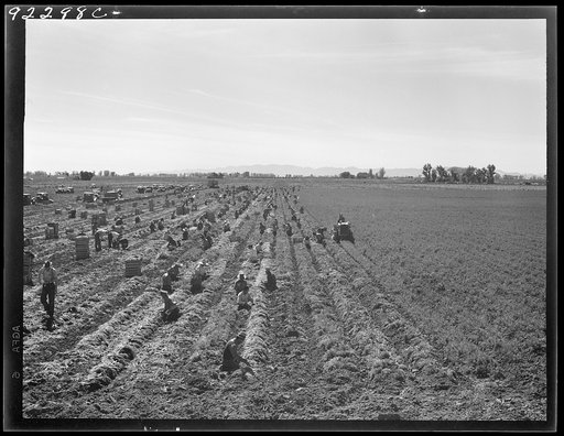 Untitled photo, possibly related to: Near Meloland, Imperial Valley. Large scale agriculture. Gang labor, Mexican and white, from the Southwest. Pull, clean, tie and crate carrots for the eastern market for eleven cents per crate of forty-eight bunches. Many can make barely one dollar a day. Heavy o