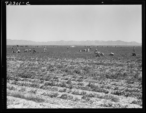 Untitled photo, possibly related to: 500 pea pickers in field of large-scale Sinclair Ranch. Newly planted to peas. Near Calipatria, California