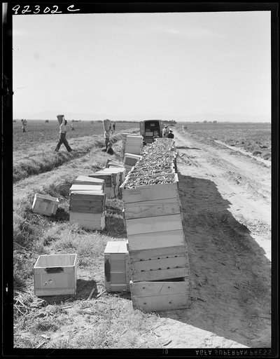 Untitled photo, possibly related to: Pea harvest. Large-scale industrialized agriculture on Sinclair Ranch. Imperial Valley, California