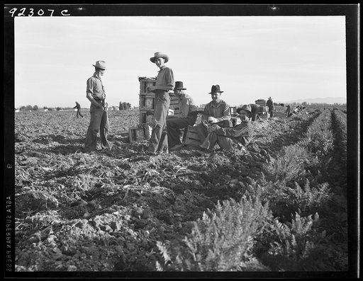 Untitled photo, possibly related to: Large-scale agricultural gang labor, Mexicans and whites from the Southwest pull, clean, tie and crate carrots for the eastern market for eleven cents per crate of forty-eight bunches. Many can make barely one dollar a day. Heavy oversupply of labor and competiti