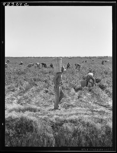 Untitled photo, possibly related to: Pea pickers near Calipatria, California