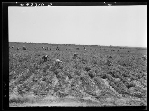 Untitled photo, possibly related to: Pea pickers near Calipatria, California