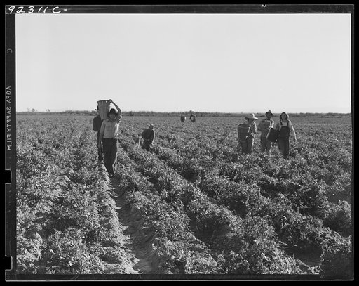 Untitled photo, possibly related to: Pea pickers near Calipatria, California