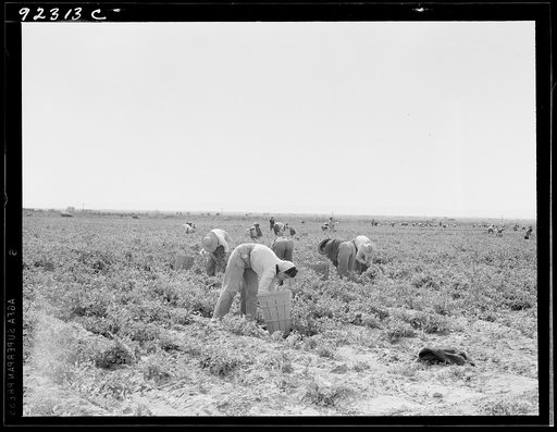 Untitled photo, possibly related to: Pea pickers near Calipatria, California
