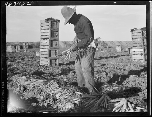 Untitled photo, possibly related to: Near Meloland, Imperial Valley. Large scale agriculture. Gang labor, Mexican and white, from the Southwest. Pull, clean, tie and crate carrots for the eastern market for eleven cents per crate of forty-eight bunches. Many can barely make one dollar a day. Heavy o