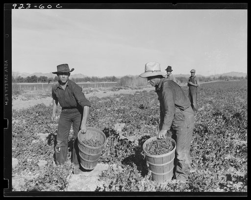 Untitled photo, possibly related to: Pea pickers near Calipatria, California