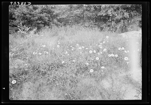 Untitled photo, possibly related to: Along county road, Person County, North Carolina. Close-up on roadside showing natural coverage, including wild morning glory flowers
