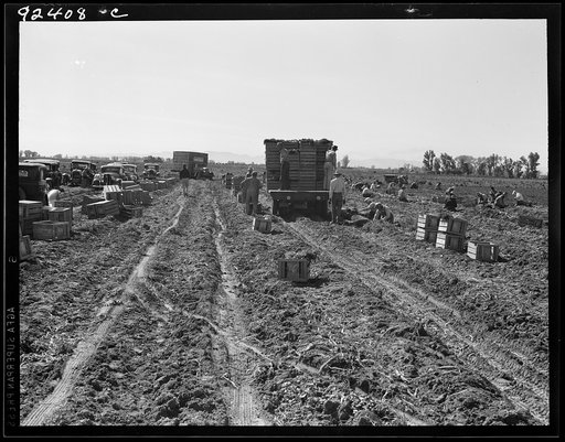 Untitled photo, possibly related to: Near Meloland, Imperial Valley. Large scale agriculture. Gang labor, Mexican and white, from the Southwest. Pull, clean, tie and crate carrots for the eastern market for eleven cents per crate of forty-eight bunches. Many can make barely one dollar a day. Heavy o