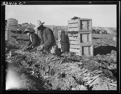 Untitled photo, possibly related to: Large-scale agricultural gang labor, Mexicans and whites from the Southwest pull, clean, tie and crate carrots for the eastern market for eleven cents per crate of forty-eight bunches. Many can make barely one dollar a day. Heavy oversupply of labor and competiti